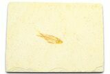 Juvenile Fossil Fish (Knightia) - Wyoming #372359-1